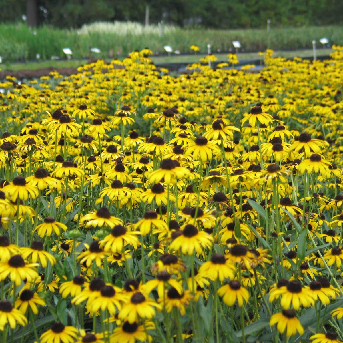 G1334 Rudbeckia Fulgida Var  Speciosa 'viette's Little Suzy' - View 11 from www redcrocus com