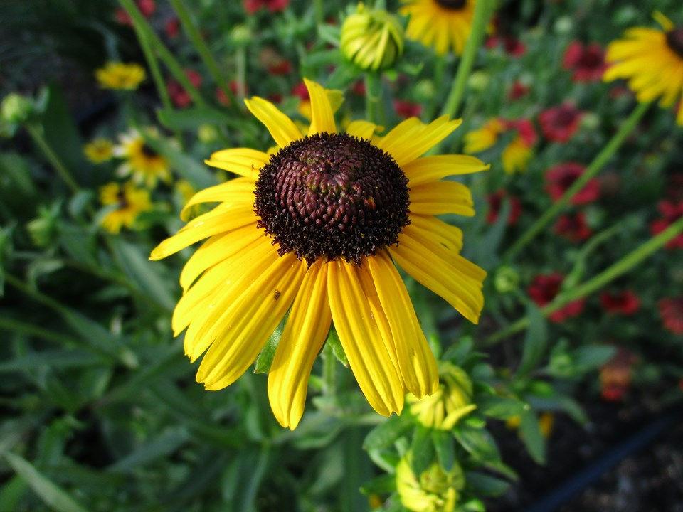 G1334 Rudbeckia Fulgida Var  Speciosa 'viette's Little Suzy' - View 14 from www redcrocus com