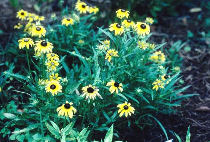 G1334 Rudbeckia Fulgida Var  Speciosa 'viette's Little Suzy' - View 16 from www redcrocus com