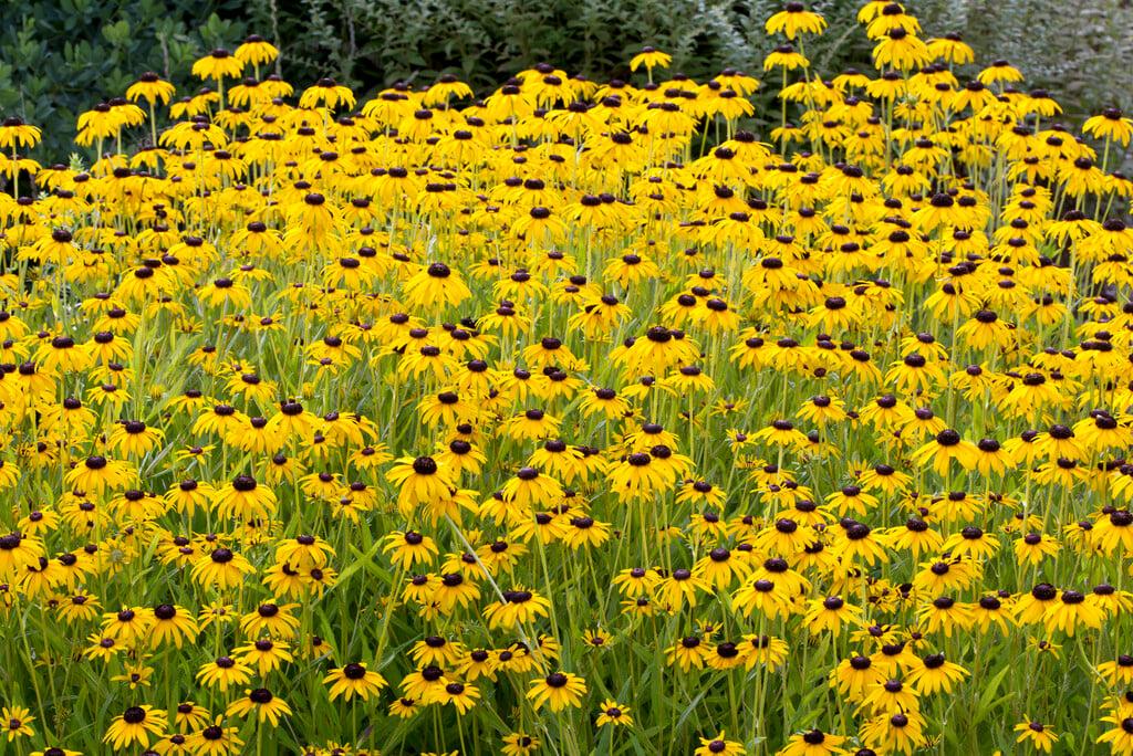 G1334 Rudbeckia Fulgida Var  Speciosa 'viette's Little Suzy' - View 18 from www redcrocus com