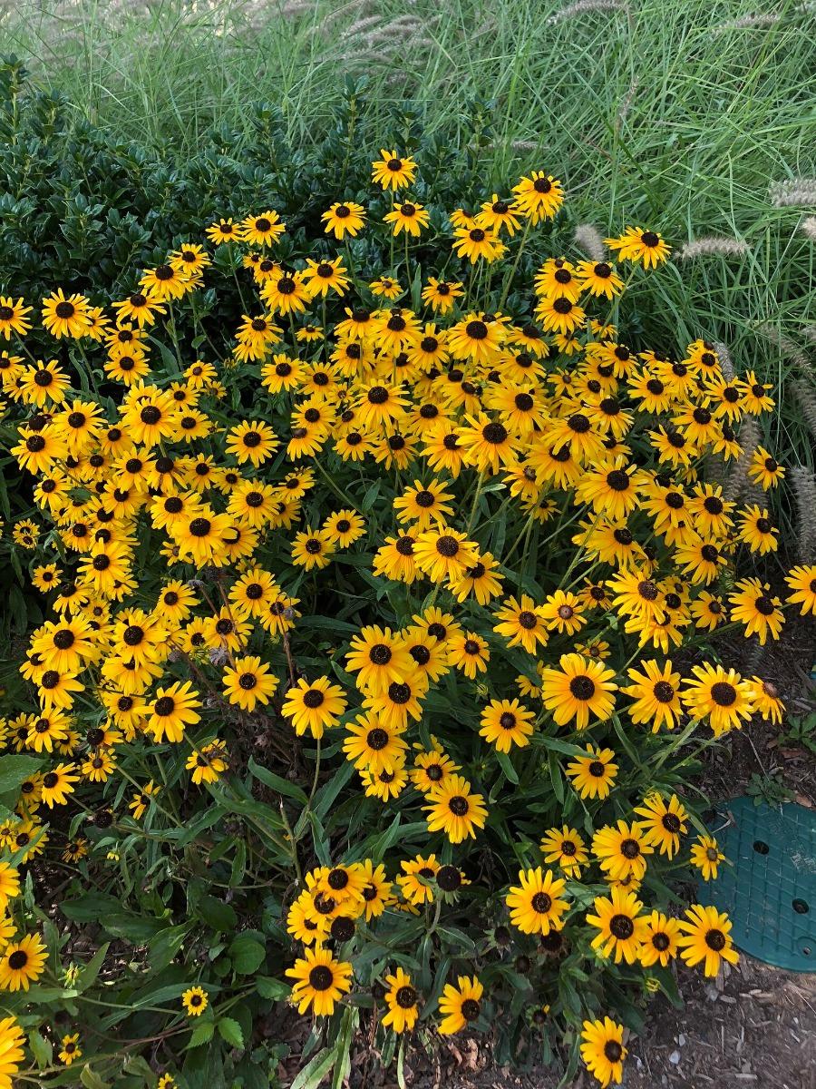 G1334 Rudbeckia Fulgida Var  Speciosa 27viette 27s Little Suzy 27 19 138b44d0 022f 46f1 B6a9 F0d1c3176ecd from www redcrocus com