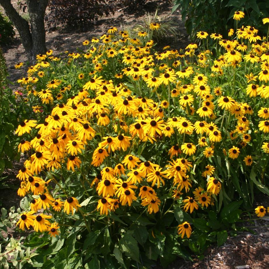 G1334 Rudbeckia Fulgida Var  Speciosa 'viette's Little Suzy' - View 1 from www redcrocus com