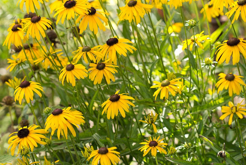 G1334 Rudbeckia Fulgida Var  Speciosa 'viette's Little Suzy' - View 2 from www redcrocus com
