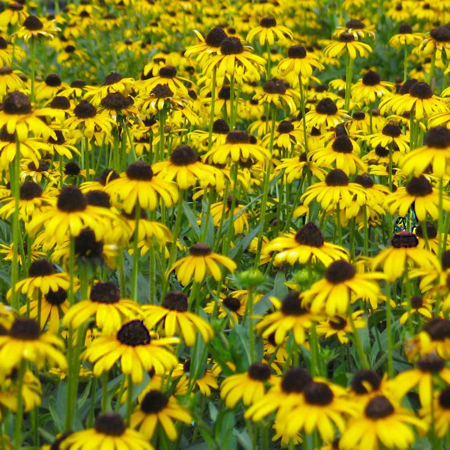 G1334 Rudbeckia Fulgida Var  Speciosa 'viette's Little Suzy' - View 3 from www redcrocus com