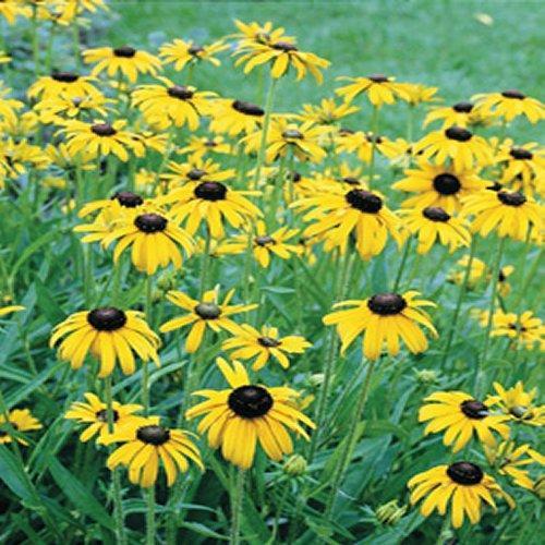 G1334 Rudbeckia Fulgida Var  Speciosa 'viette's Little Suzy' - View 5 from www redcrocus com