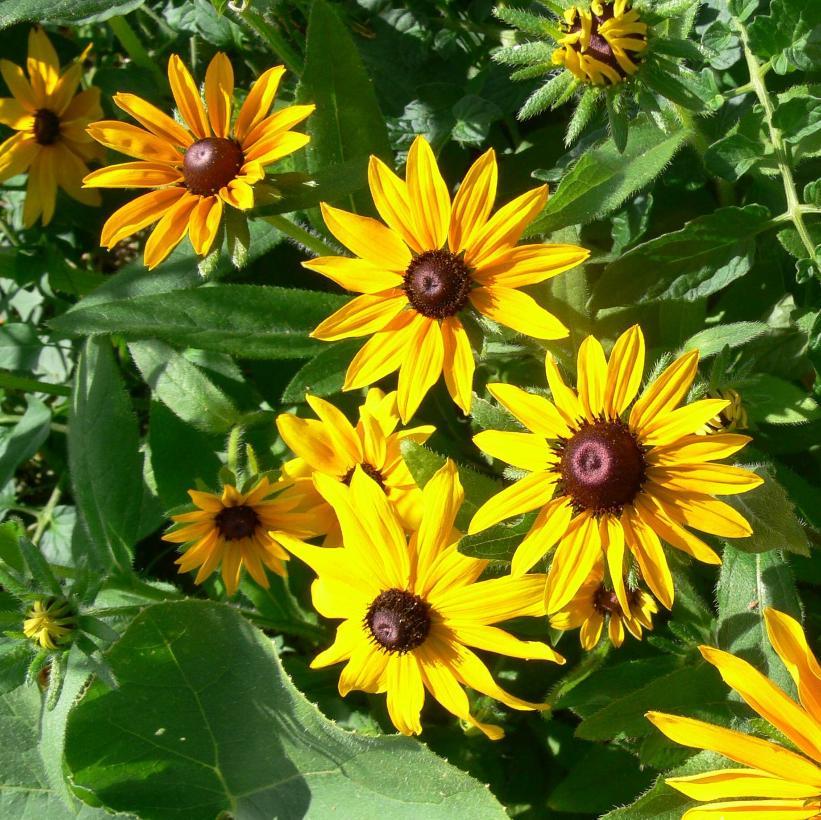 G1334 Rudbeckia Fulgida Var  Speciosa 'viette's Little Suzy' - View 6 from www redcrocus com