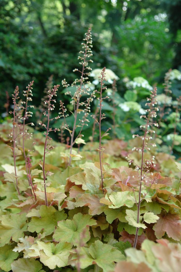 G1341 Heuchera X Villosa Caramel 11 C08137fc 0353 41a1 804b Afc59bf65e32 from www redcrocus com