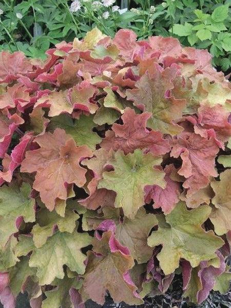 G1341 Heuchera X Villosa Caramel 12 00f7762b 7d78 41c5 9a9a 8697464e26da from www redcrocus com