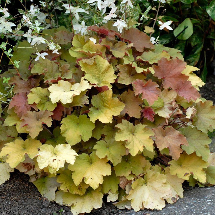G1341 Heuchera X Villosa Caramel 13 620119d2 B2a5 4401 97db 468d36938c15 from www redcrocus com