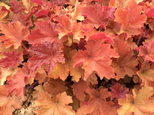 G1341 Heuchera X Villosa Caramel 14 B430a84e 8ec5 41e5 B587 5bc99c576bef from www redcrocus com