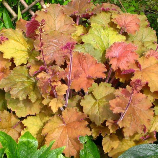 G1341 Heuchera X Villosa Caramel 15 424faefc 78a9 409f B222 475e77f3cfc0 from www redcrocus com