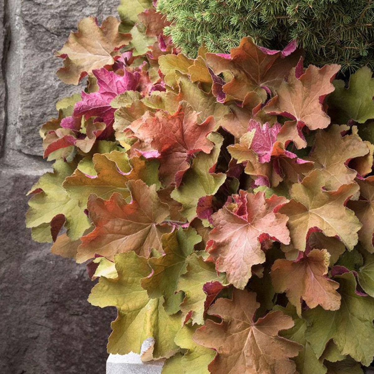 G1341 Heuchera X Villosa Caramel 16 Fc2c3e9a 494f 4740 Af41 1d09e7925f24 from www redcrocus com