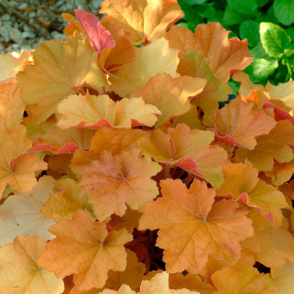 G1341 Heuchera X Villosa Caramel 1 5c437aed 9da1 4970 8021 D59ec2f73b8d from www redcrocus com