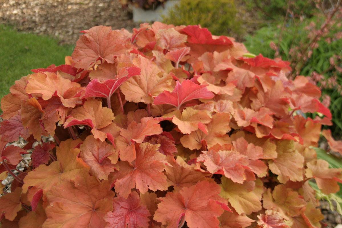 G1341 Heuchera X Villosa Caramel 2 1ea7b268 7606 4d44 B3aa 3135f053d433 from www redcrocus com