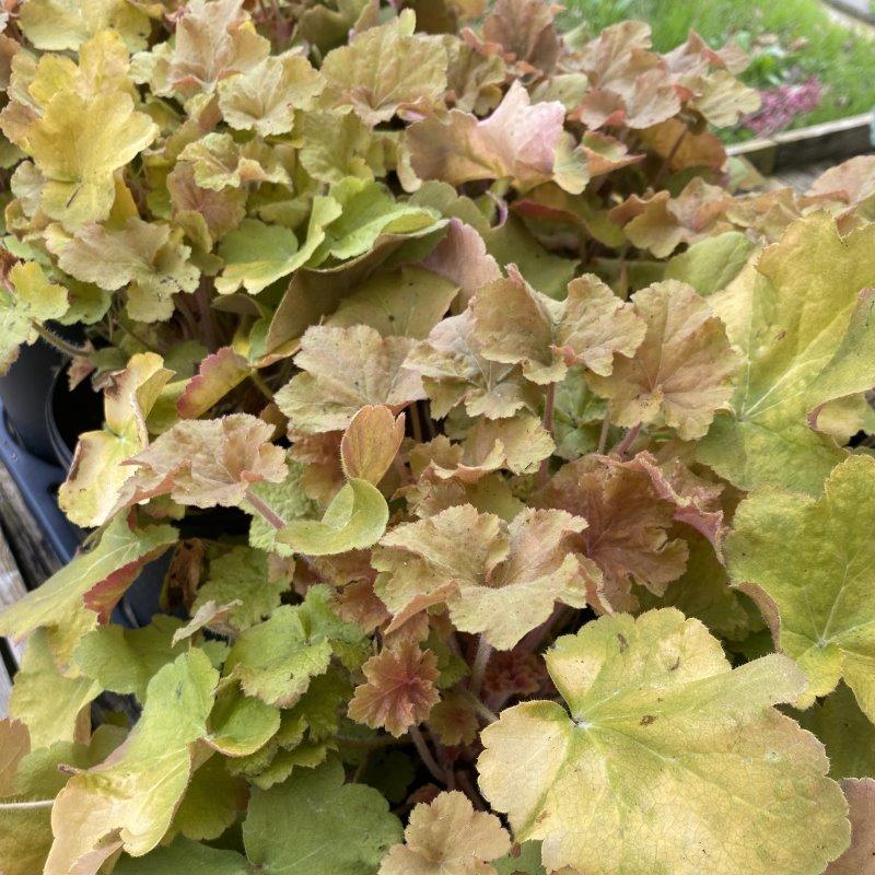G1341 Heuchera X Villosa Caramel 3 020d1a3d 1a74 4e70 A362 Ea29ba62c0bf from www redcrocus com