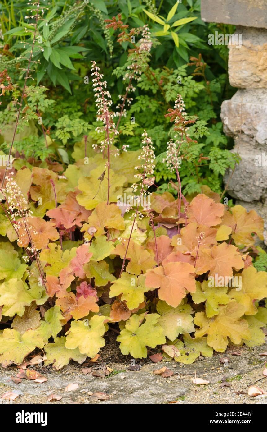G1341 Heuchera X Villosa Caramel 4 0d861f97 E47e 4d05 Ac04 Aa4f6555927c from www redcrocus com