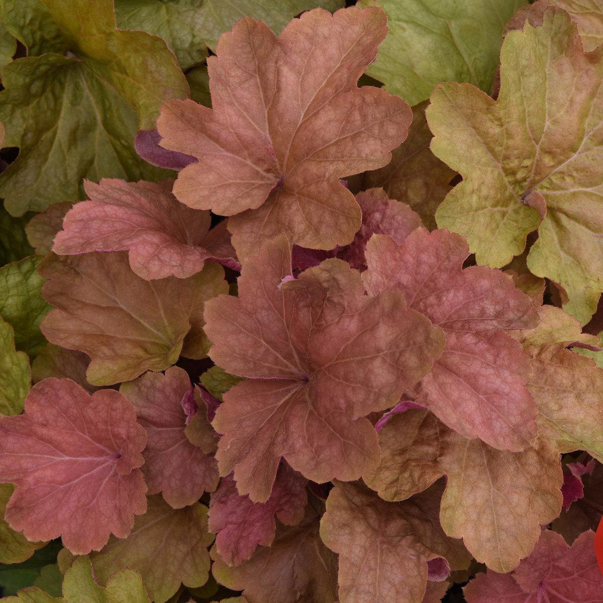 G1341 Heuchera X Villosa Caramel 6 016b0a23 9b66 4a55 B37a A5a9d9892046 from www redcrocus com