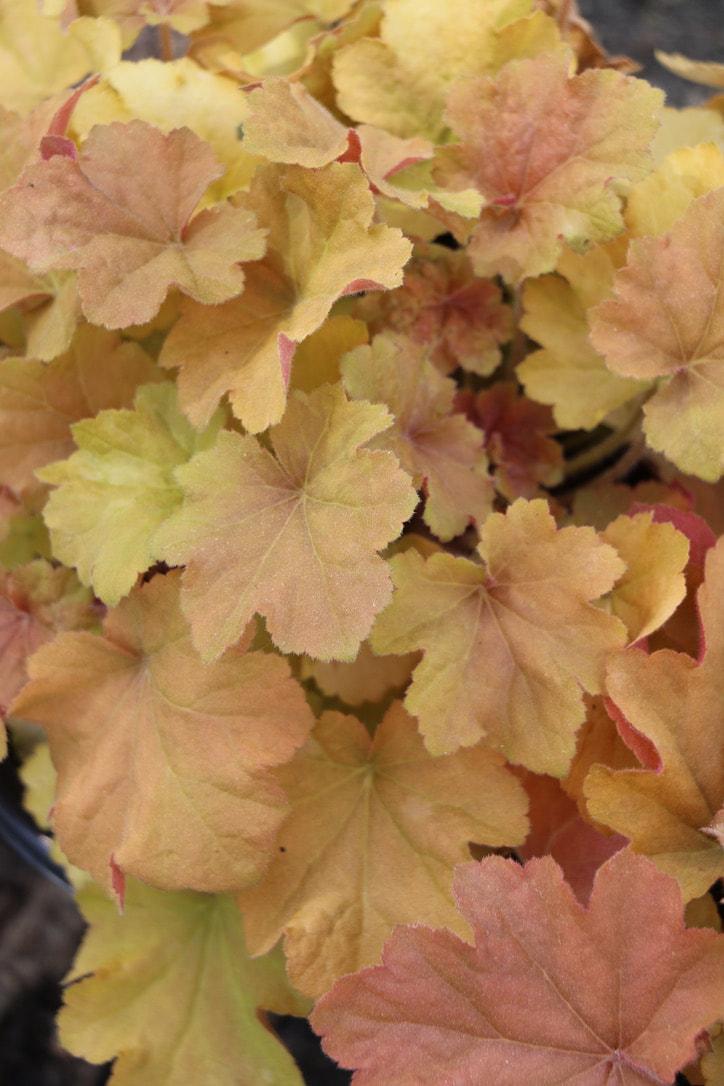 G1341 Heuchera X Villosa Caramel 7 75afffd9 173e 497e B4e2 817f146b17da from www redcrocus com