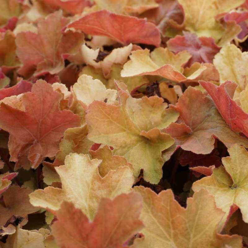 G1341 Heuchera X Villosa Caramel 8 Cb6fccdb 6172 4c0f B076 E37a3e4e4e9c from www redcrocus com