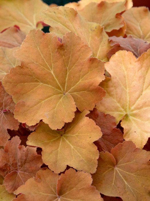 G1341 Heuchera X Villosa Caramel 9 2673358f 0a39 493c 8f5a 43f21f33c518 from www redcrocus com