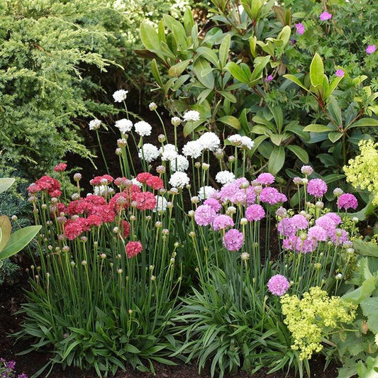 G1398 Armeria Pseudarmeria Ballerina Red - View 10 from www redcrocus com