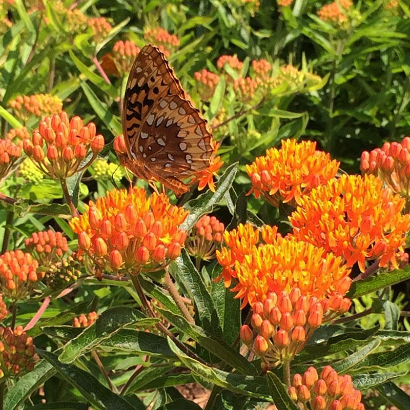 G1399 Asclepias Tuberosa 15 7a0c8bdb D3d1 4fba A204 Aba4c38b2f9c from www redcrocus com