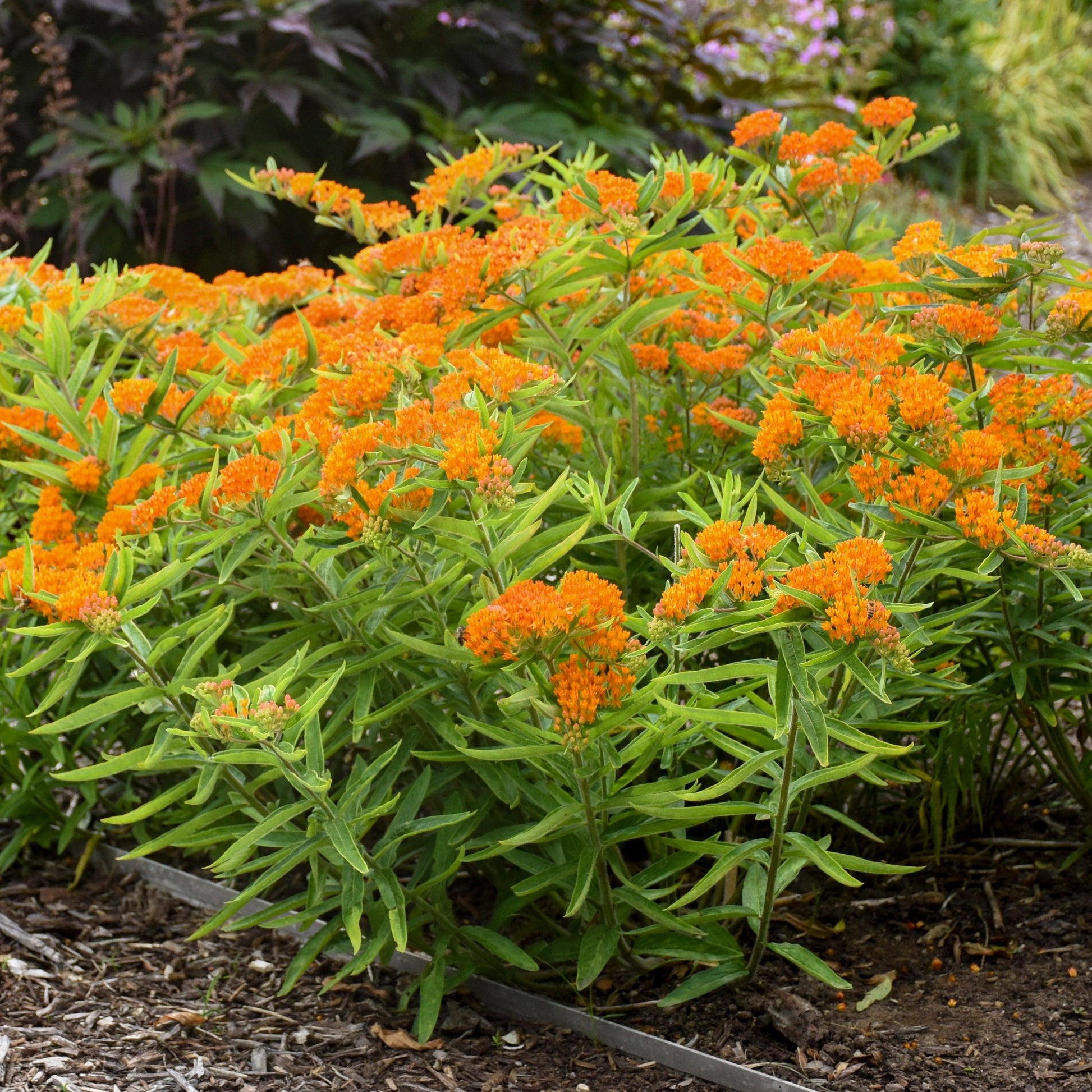 G1399 Asclepias Tuberosa - View 4 from www redcrocus com