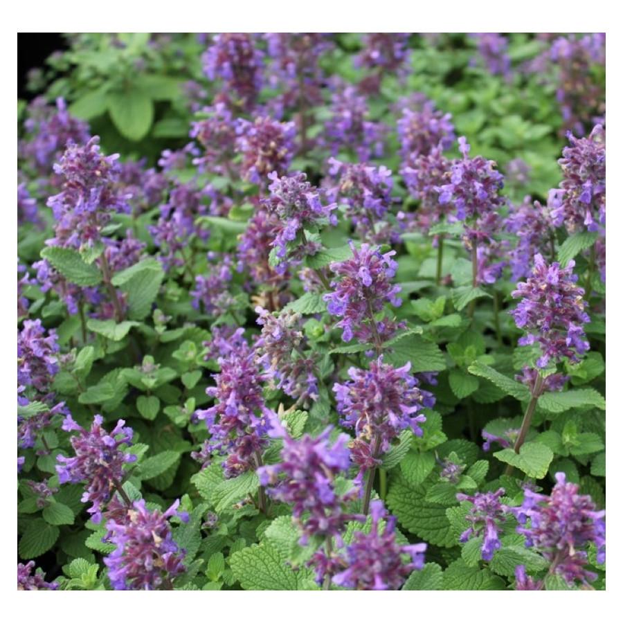 G1419 Nepeta X Faassenii Blue Wonder 11 542c194e 499c 4306 Bbae 46370beeadf7 from www redcrocus com