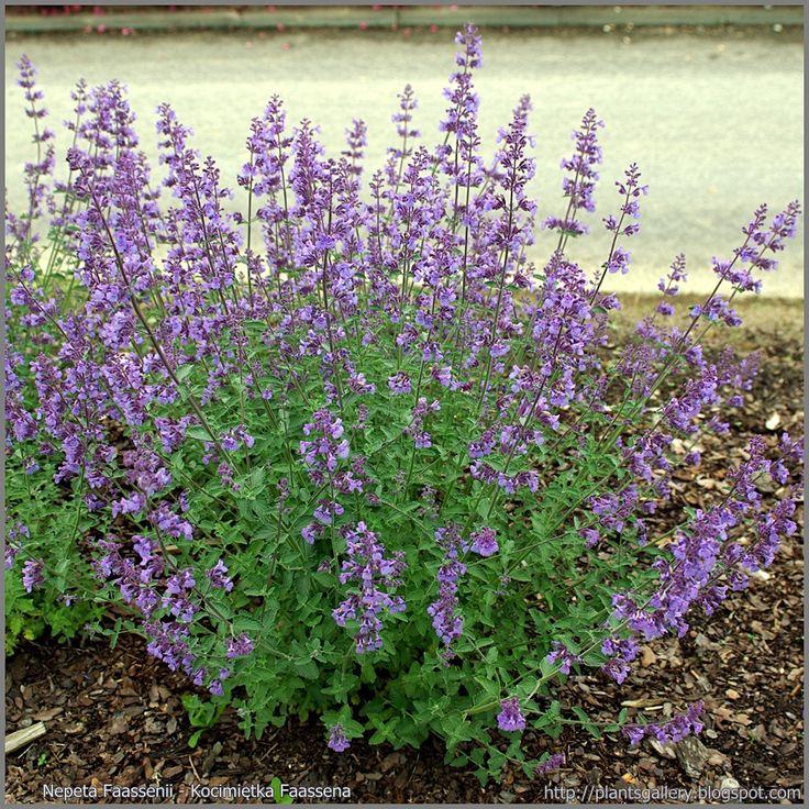 G1419 Nepeta X Faassenii Blue Wonder - View 12 from www redcrocus com