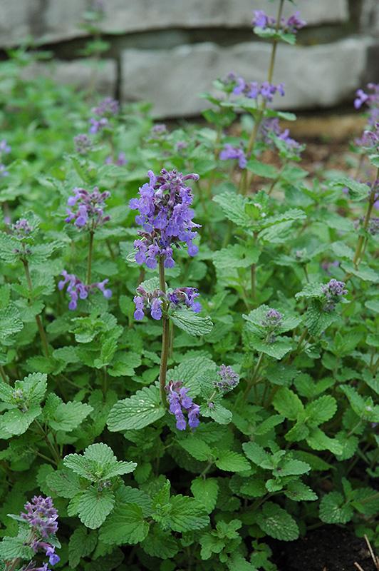 G1419 Nepeta X Faassenii Blue Wonder - View 13 from www redcrocus com