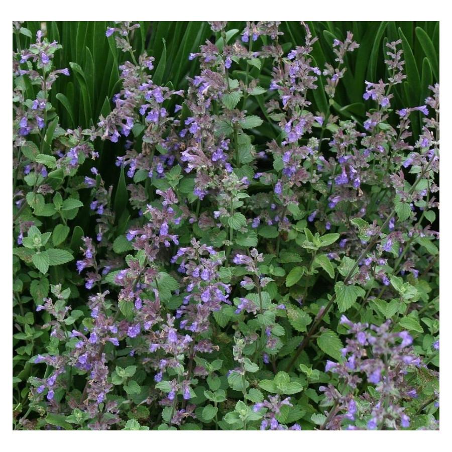 G1419 Nepeta X Faassenii Blue Wonder 14 76a33b84 E11a 4999 8840 D1b2dea17b1d from www redcrocus com