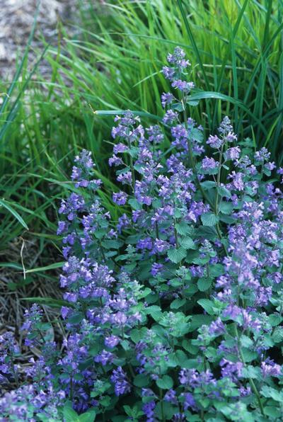G1419 Nepeta X Faassenii Blue Wonder 15 E5259b49 8117 4110 8d34 5c13dfce3360 from www redcrocus com