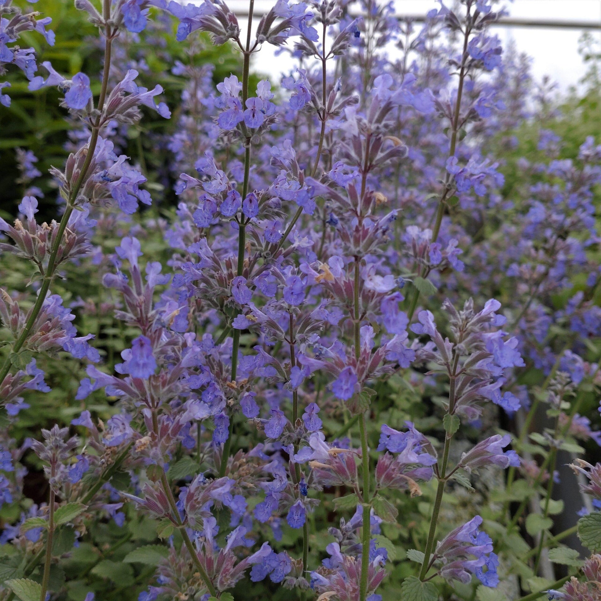G1419 Nepeta X Faassenii Blue Wonder 16 802c83ee 94f0 44dc Bbdd 35016d8054c5 from www redcrocus com