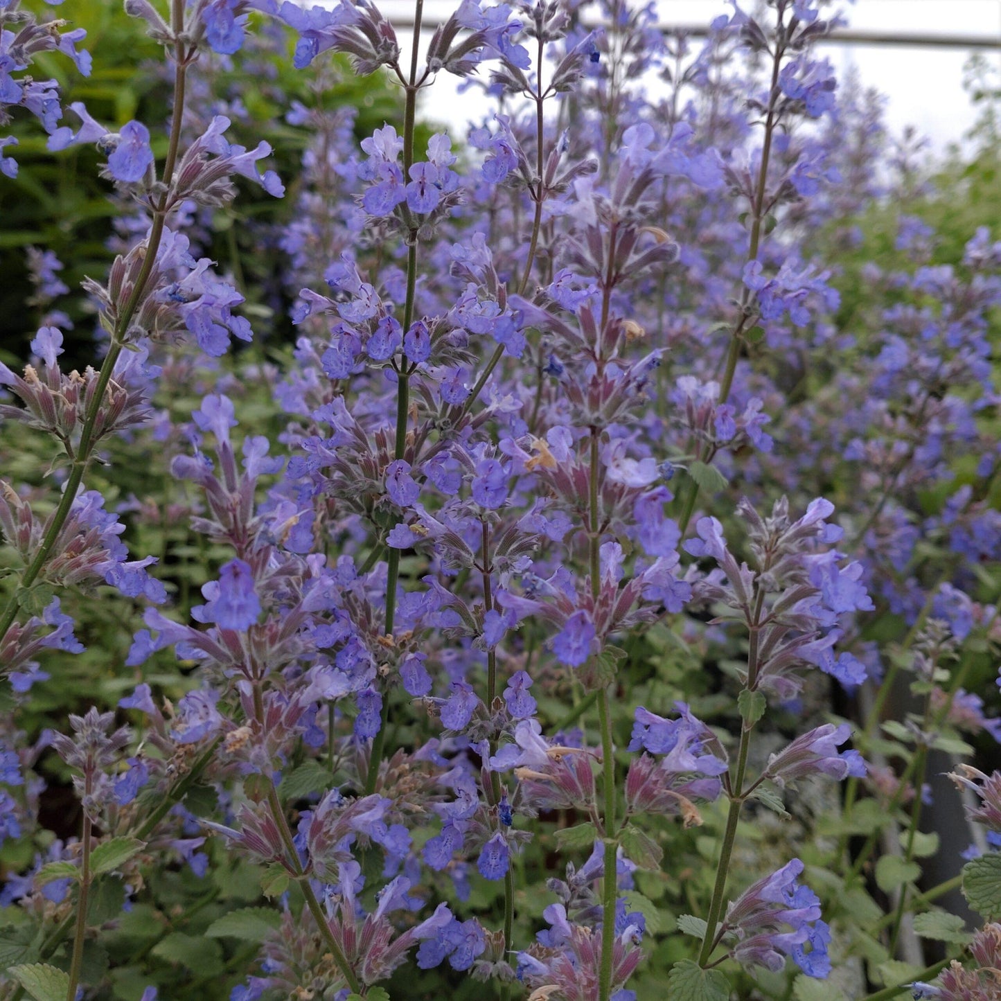 G1419 Nepeta X Faassenii Blue Wonder - View 16 from www redcrocus com