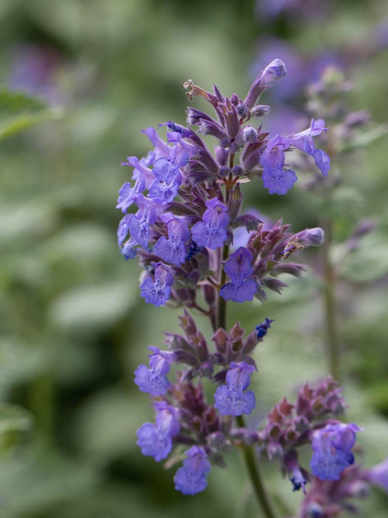 G1419 Nepeta X Faassenii Blue Wonder 17 43a93749 Ac41 4720 B59f 8ddfc613d9f1 from www redcrocus com