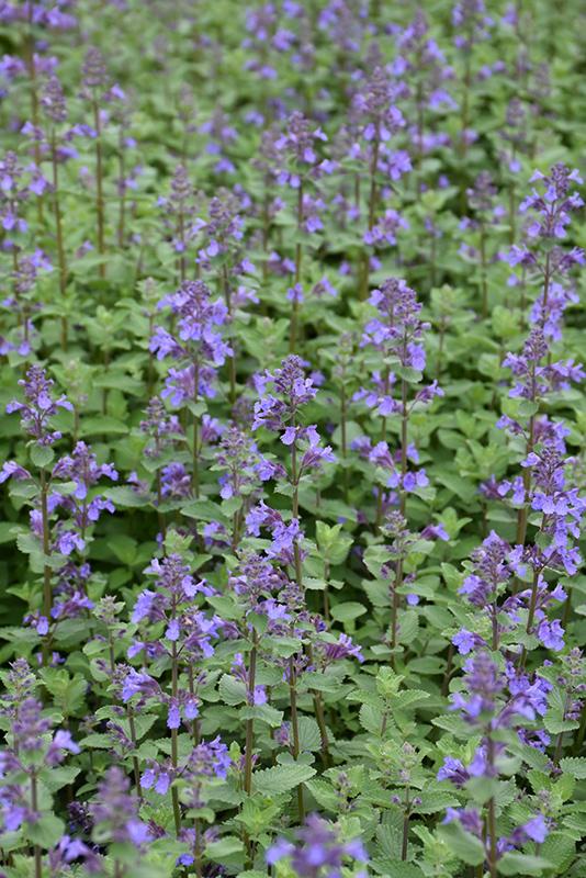 G1419 Nepeta X Faassenii Blue Wonder - View 18 from www redcrocus com
