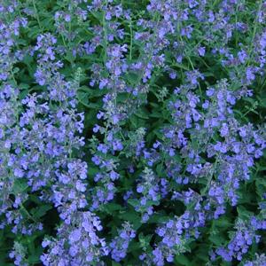 G1419 Nepeta X Faassenii Blue Wonder - View 19 from www redcrocus com