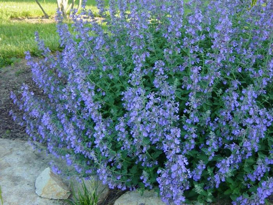 G1419 Nepeta X Faassenii Blue Wonder 1 F1d0e630 Eff1 483d Ada4 5cd9894f6bf0 from www redcrocus com