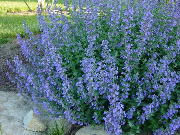 G1419 Nepeta X Faassenii Blue Wonder - View 1 from www redcrocus com