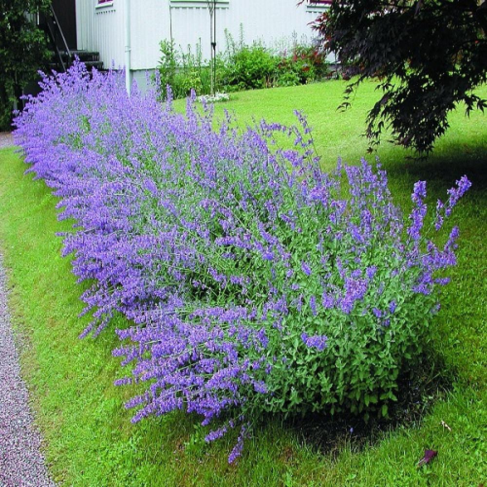 G1419 Nepeta X Faassenii Blue Wonder - View 20 from www redcrocus com