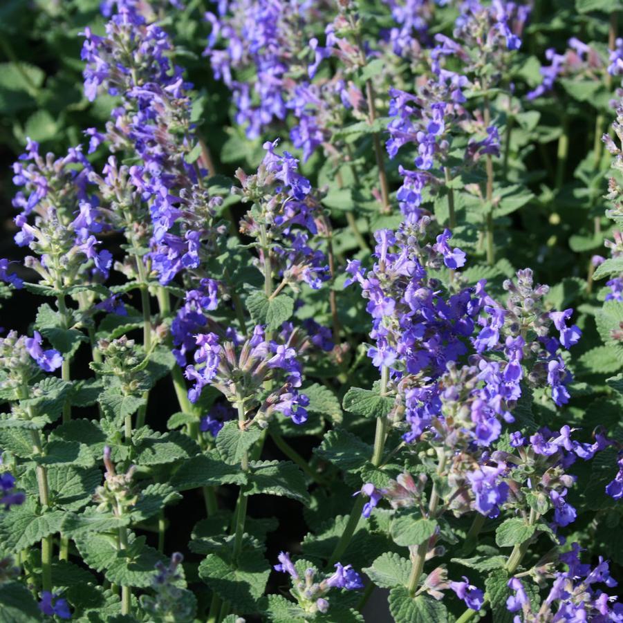 G1419 Nepeta X Faassenii Blue Wonder - View 2 from www redcrocus com