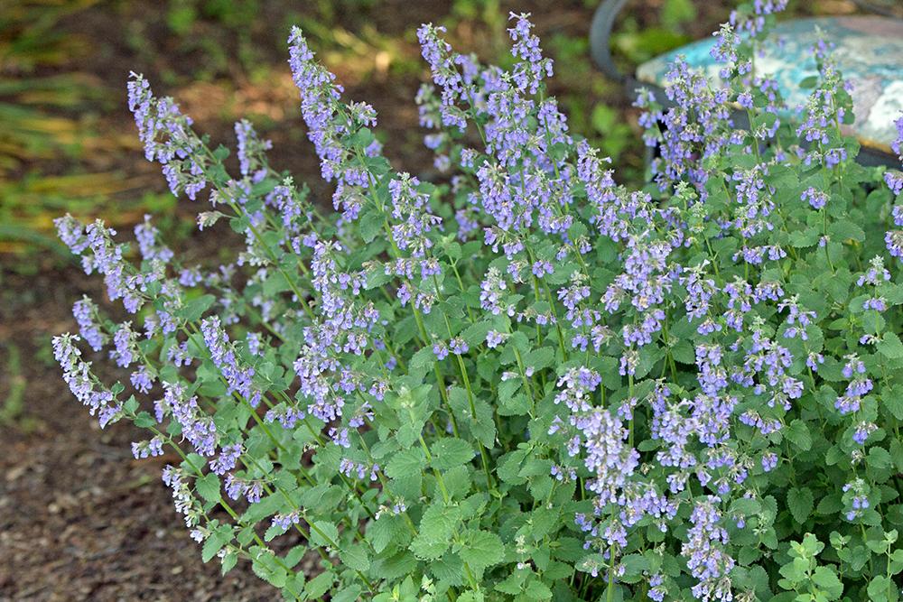 G1419 Nepeta X Faassenii Blue Wonder 3 Fc6de266 7295 4863 B3a3 D1ce5ff4e094 from www redcrocus com