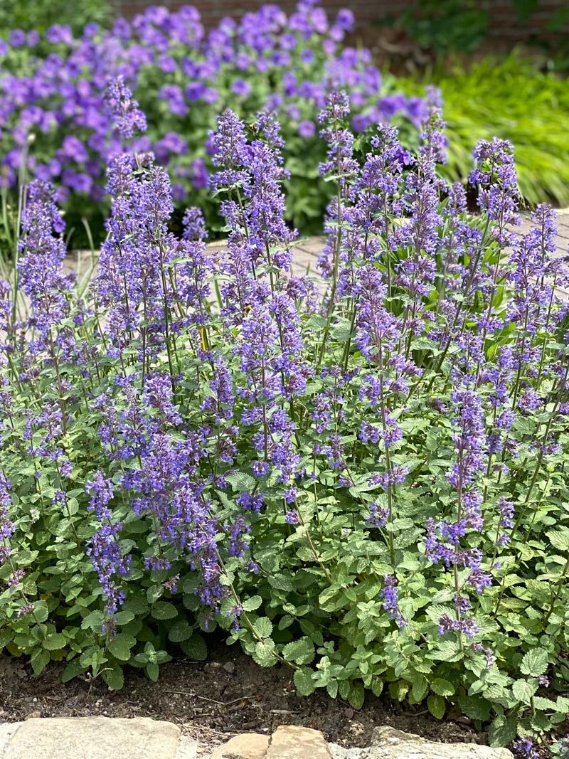 G1419 Nepeta X Faassenii Blue Wonder 5 570abaf1 C506 4e64 8437 2bfef487dfb2 from www redcrocus com