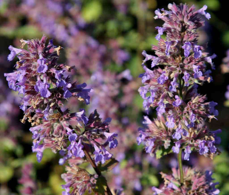 G1419 Nepeta X Faassenii Blue Wonder - View 6 from www redcrocus com