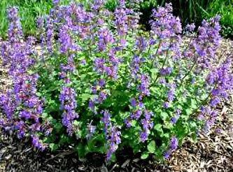 G1419 Nepeta X Faassenii Blue Wonder - View 7 from www redcrocus com