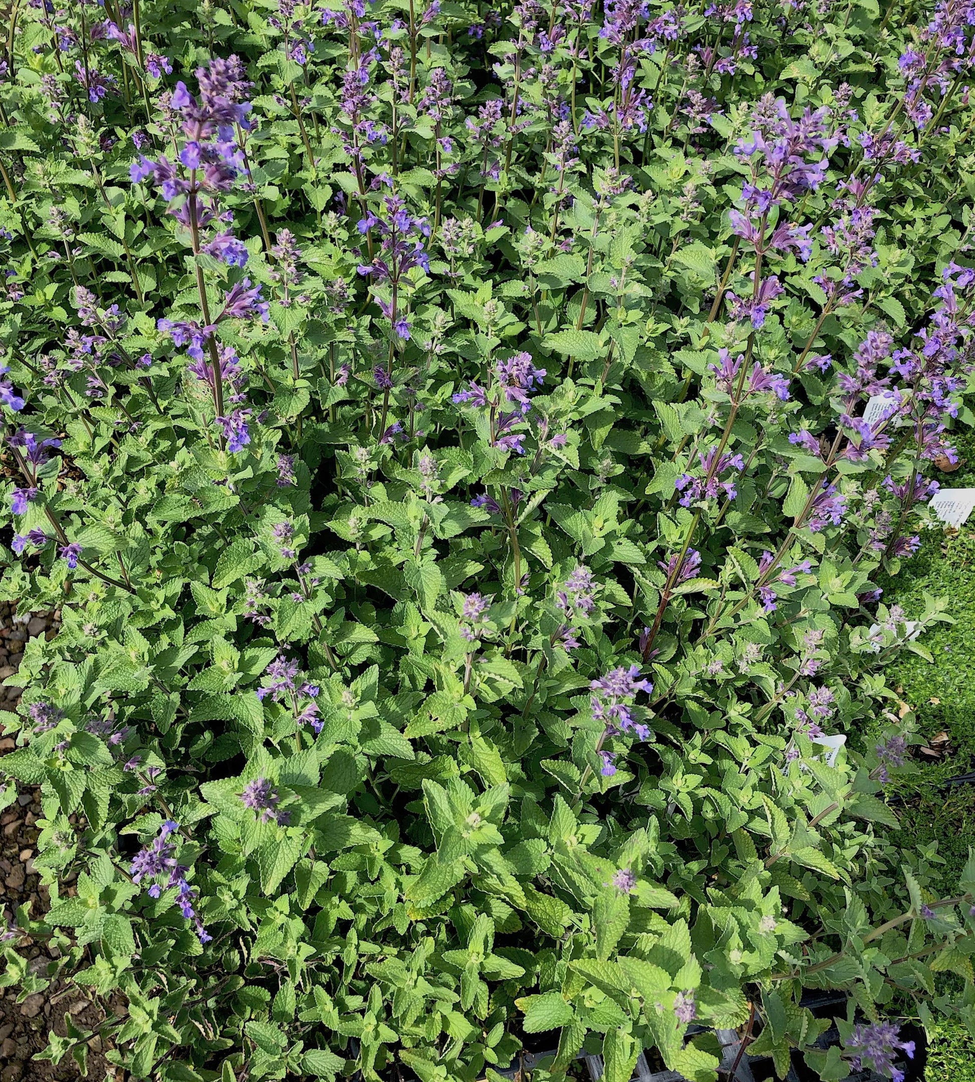 G1419 Nepeta X Faassenii Blue Wonder 8 2fc8d975 9795 4444 8354 3eac8adab80b from www redcrocus com