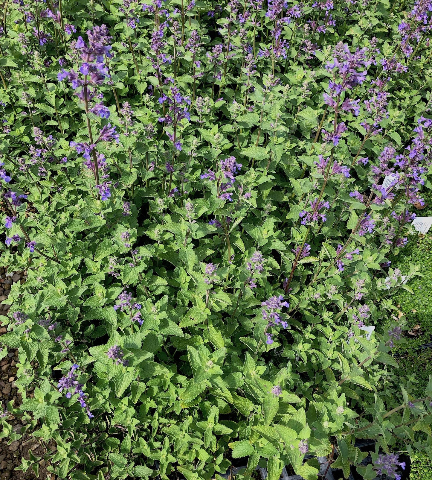 G1419 Nepeta X Faassenii Blue Wonder - View 8 from www redcrocus com