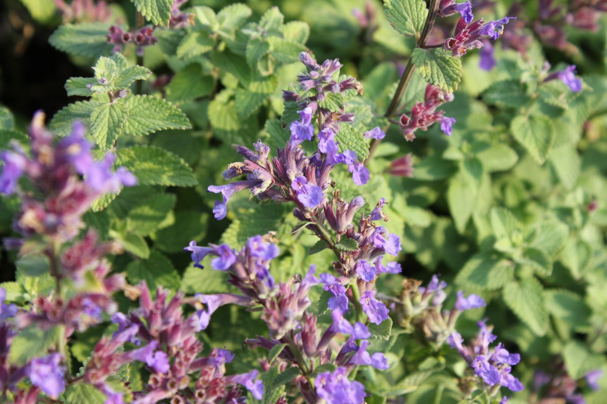 G1419 Nepeta X Faassenii Blue Wonder 9 D52ef433 2087 4c91 8ab3 80ab14e79e3a from www redcrocus com