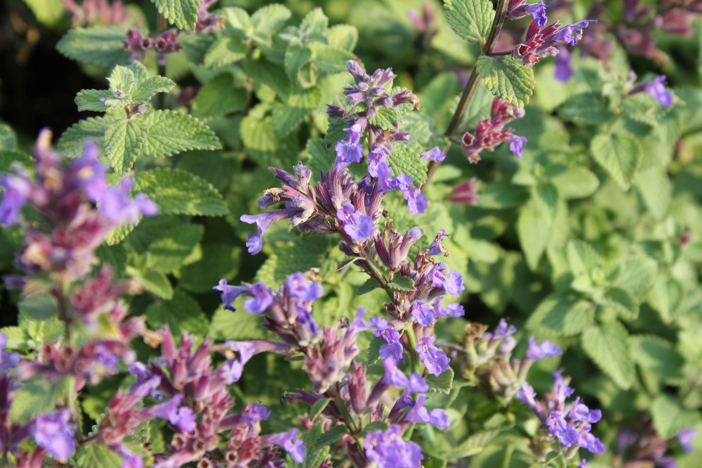 G1419 Nepeta X Faassenii Blue Wonder - View 9 from www redcrocus com