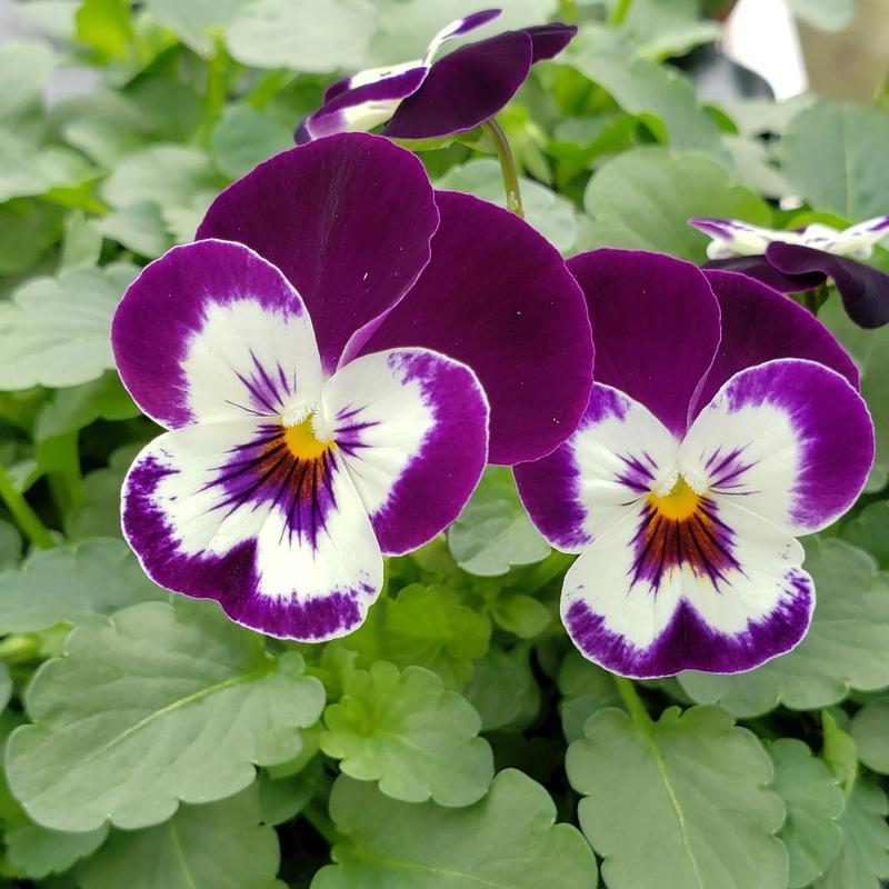 G1431 Viola Cornuta Sorbet Xp Purple 11 0a1b6caf 28c7 4a99 B902 0401e6a23bd8 from www redcrocus com